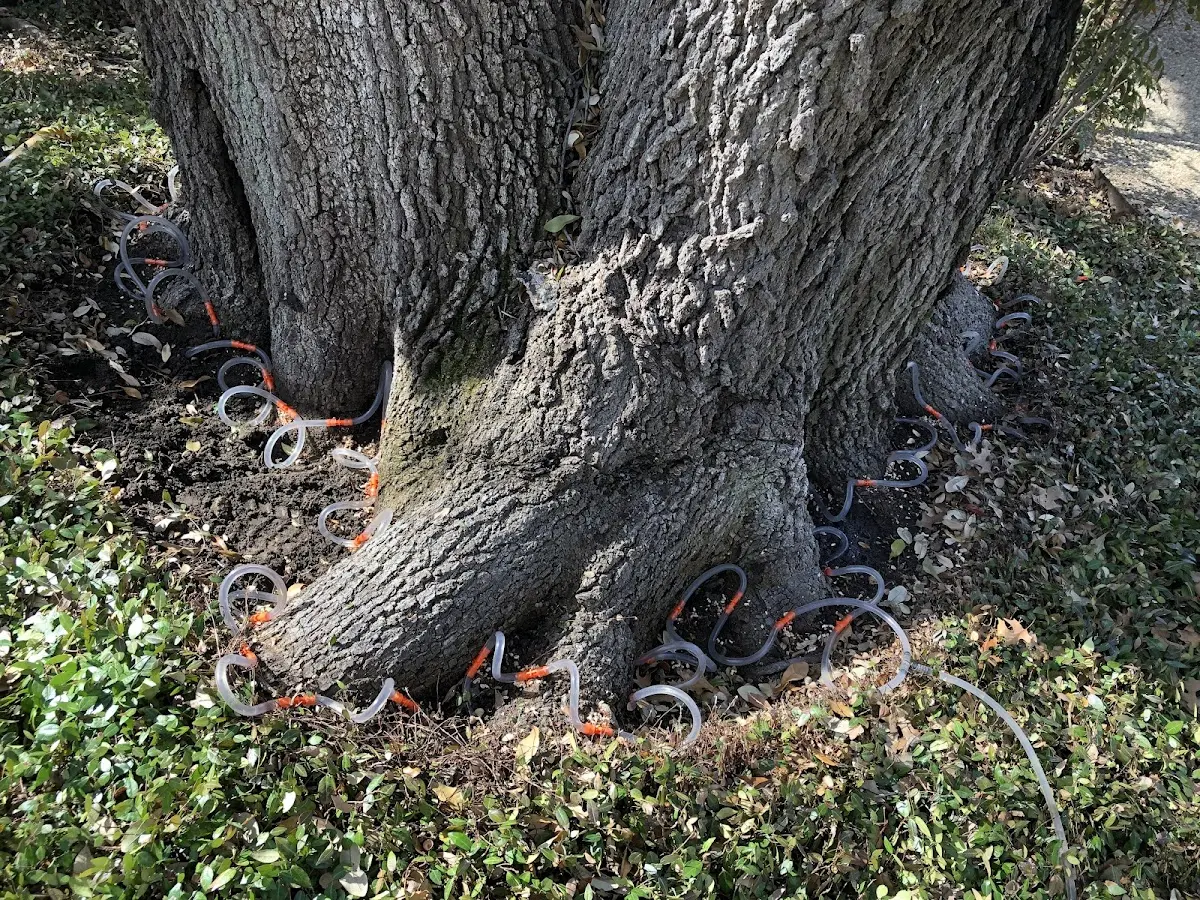 Detailed Tree Cabling and Bracing job site in Covina