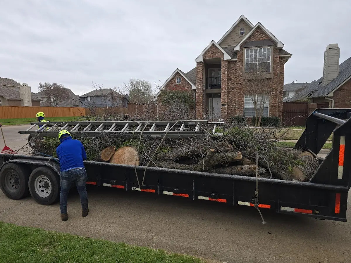 Expert Tree Fertilization with proper safety equipment in Covina